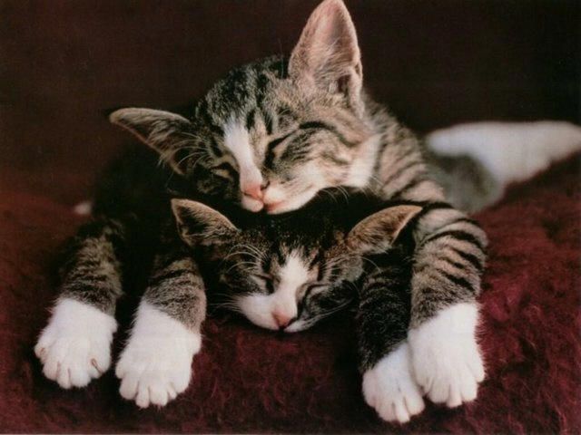 trop mimi. trop bo les chat que se font 1 calin